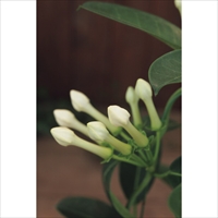 6716-038
【母の日専用】マダガスカルジャスミン鉢植え